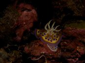 nudibrain.jpg nudibrain.jpg