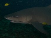 lemon_shark.jpg lemon_shark.jpg