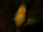 clown_fish.jpg clown_fish.jpg