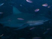 bull_shark.jpg bull_shark.jpg