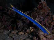blue_ribbon_eel.jpg blue_ribbon_eel.jpg
