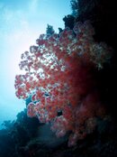 soft_coral.jpg soft_coral.jpg