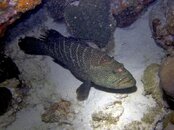 IMG_4123+Tiger+Grouper.jpg