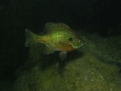 IMG_1733-Bluegill1.jpg