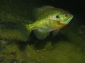 IMG_1735-Bluegill2.jpg