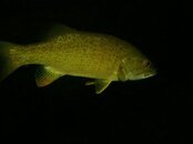 IMG_1782-Bass1.jpg