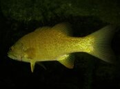 IMG_1785-Bass2.jpg