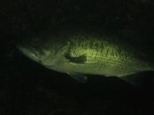 IMG_1793-Bass4.jpg