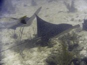 eagle ray 1.jpg