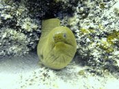 moray eel.jpg