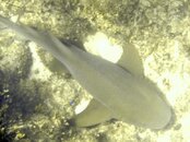nurse shark 1.jpg