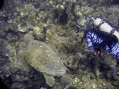 turtle 4.jpg