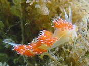 Blue Heron Bridge Fringe-Back Nudibranch.jpg