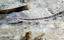 pipefish.jpg