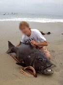 126339d1339041776-dfg-cites-poacher-harvesting-giant-sea-bass-547382_4124061979832_1687637996_n.jpg