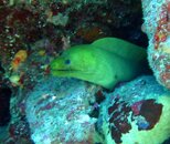 Green Moray - Santa Monica.jpg
