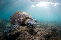 1689-turtle-rayswm-M.jpg