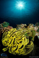 yellow-crinoid-sunball-M.jpg