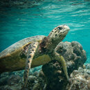 hawksbill001.jpeg