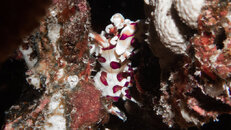 23 12 28 Hawaiian harlequin shrimp.jpg