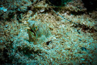 Mystery Critter.jpg