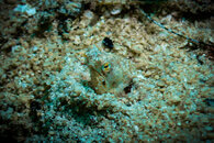 Mystery Critter1.jpg