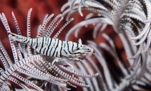 Crinoid Shrimp.JPG