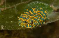 Nudibranch.JPG