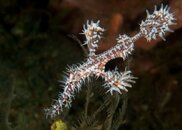 Ornate Ghost PIpefish.JPG