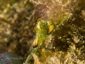 Tiny Ornate Elysia Nudibranch.jpg