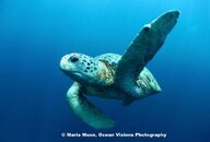 Turtle with MWB.jpg