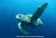 Turtle with MWB, Sipidan.jpg