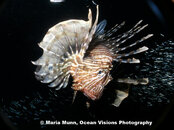 Sealife 1200 with WA Lens and Strobe.jpg