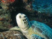IMG_2363 Turtle Eye at Sipadan.jpg