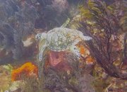 Hawksbill Turtle 2.jpg