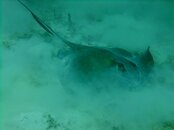 Southern Stingray 1.jpg