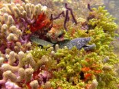 Spotted Moray 2.jpg