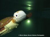 Turtle Canon S100 Powershot with own flash.jpg