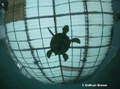 Turtle, S100 with INON 28LD WA Lens.jpg