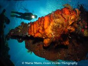 Diver with Orange Sponge, Liberty.jpg
