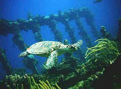 caribbean-charter-1.jpg