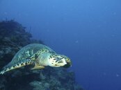 Cayman Aggressor 585.jpg