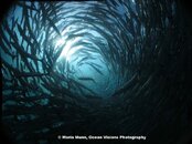 Barracudas at Sipidan Island.jpg