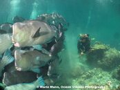Bumpheads with Lianah from Borneo Divers.jpg