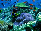 Fiji-Diving_thumb.jpg