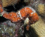 Sea Horse.jpg