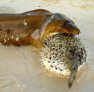 Moray-eating-puffer.jpg