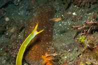 eel-101.jpg