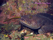 Lingcod Gunnel_0156.jpg
