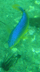 P1010024v2.jpg